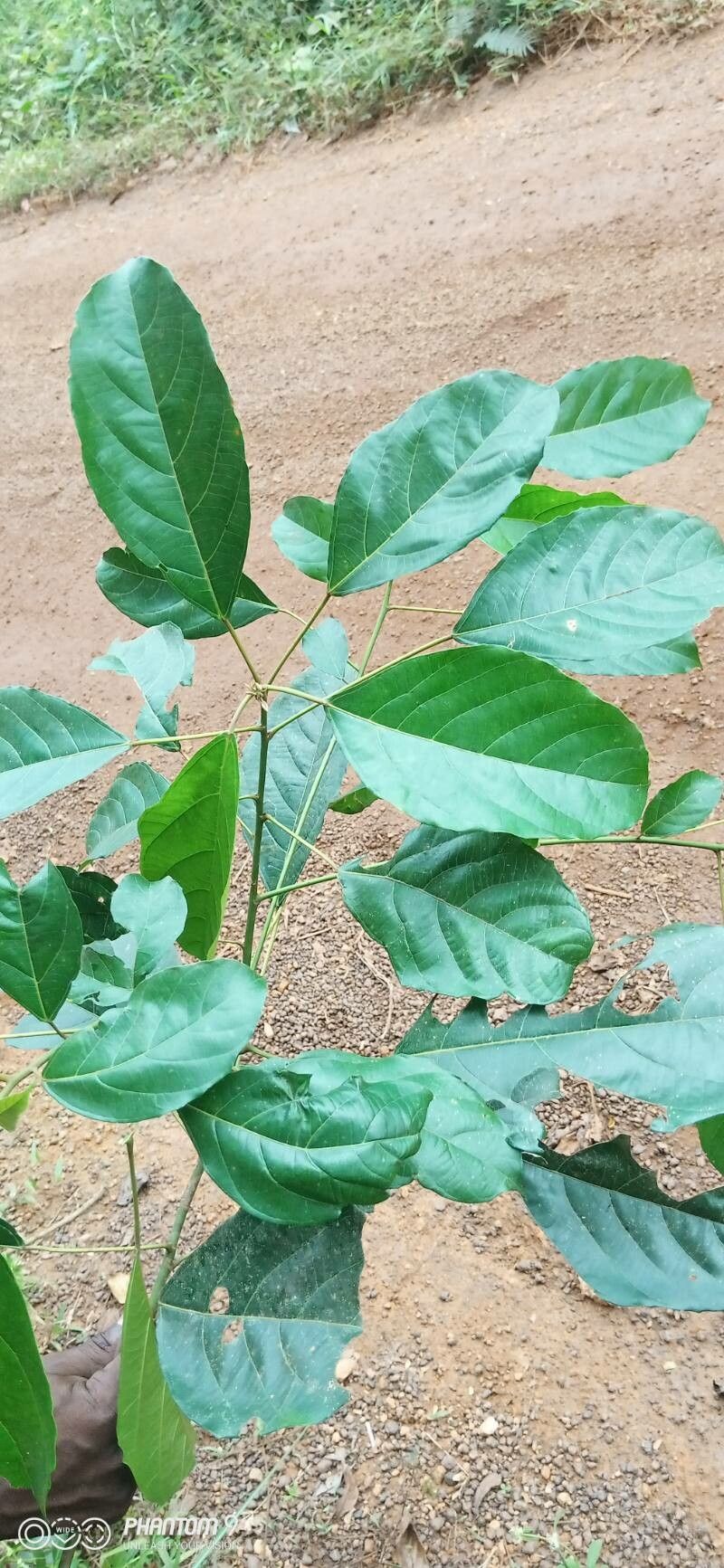 Macaranga barteri — houseplant care guide