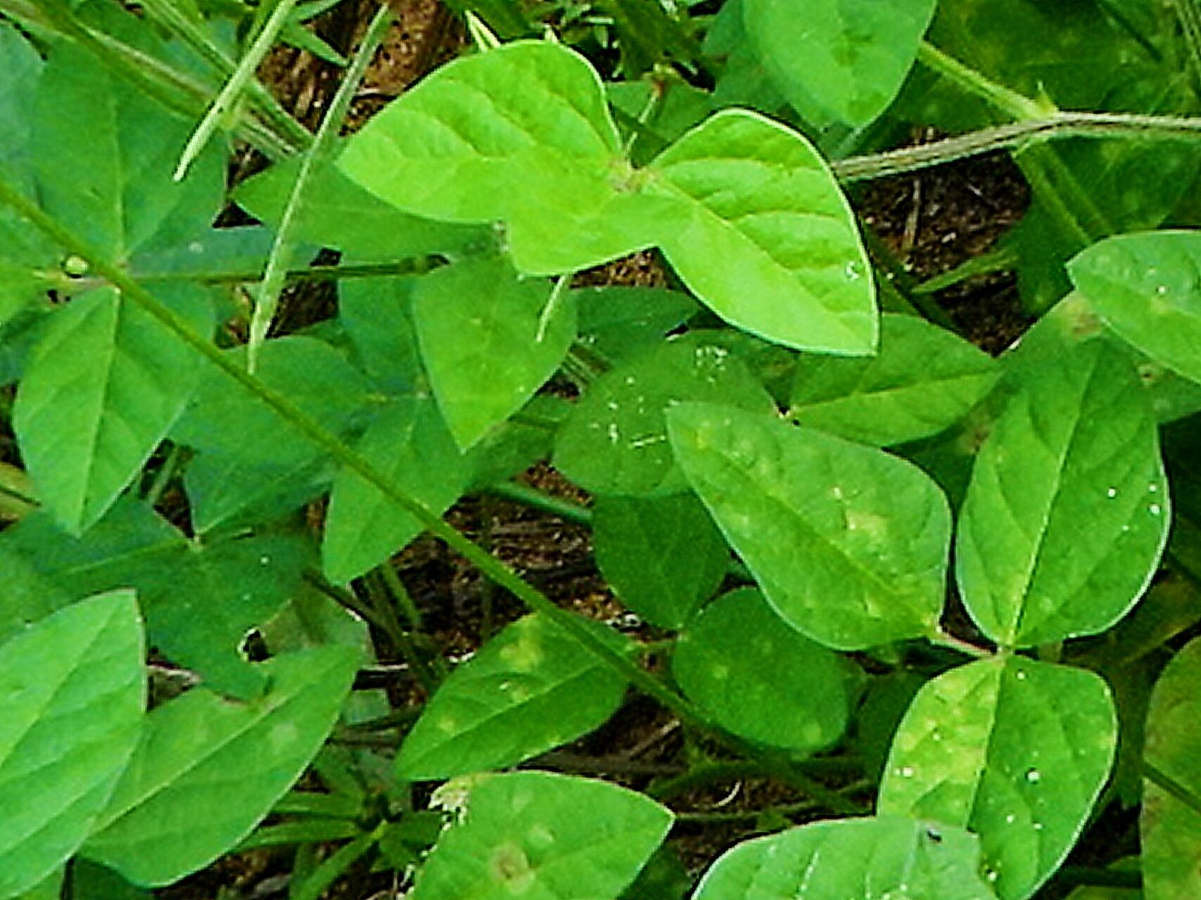 Macroptilium longepedunculatum — houseplant care guide