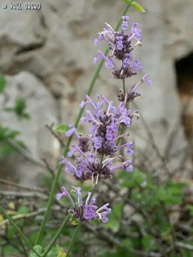 Nepeta cilicica flower