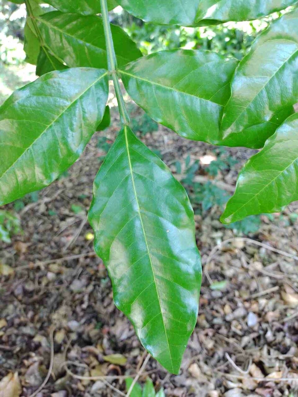 Swartzia langsdorffii leaf
