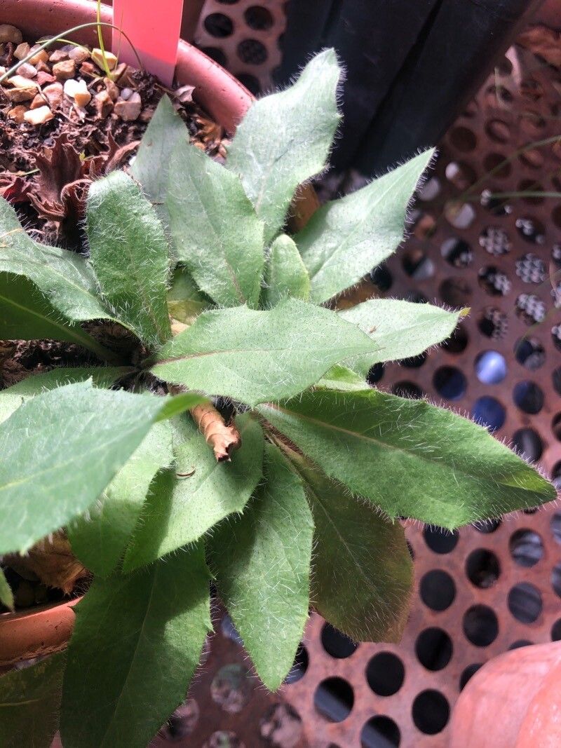 Hieracium nobile — houseplant care guide