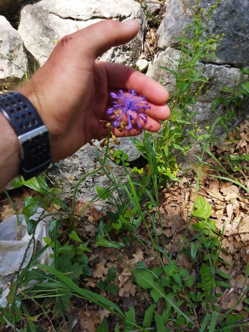 Muscari matritensis flower