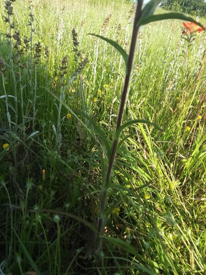 Castilleja indivisa bark
