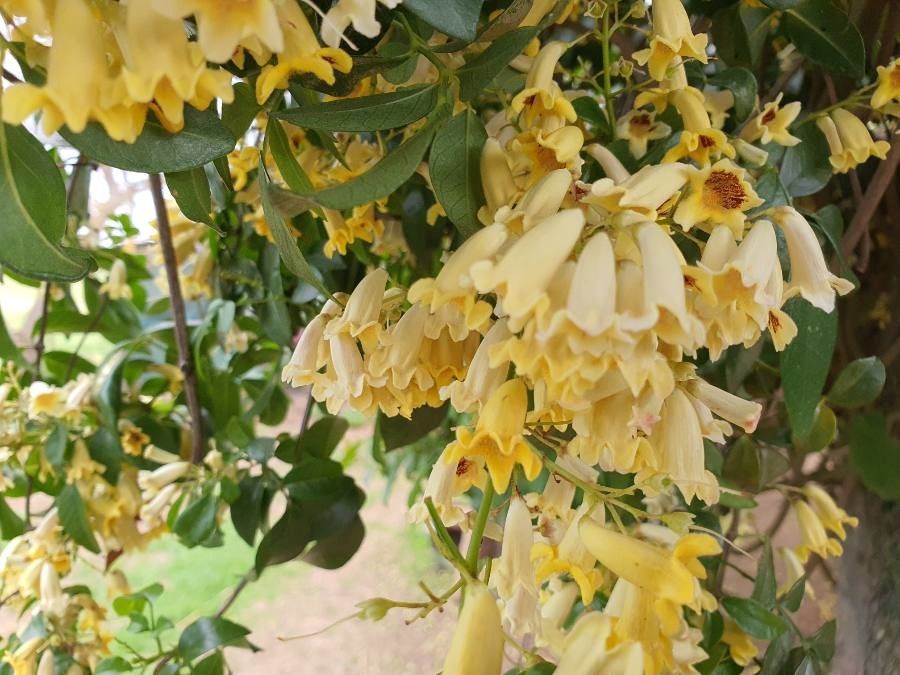 Pandorea pandorana flower