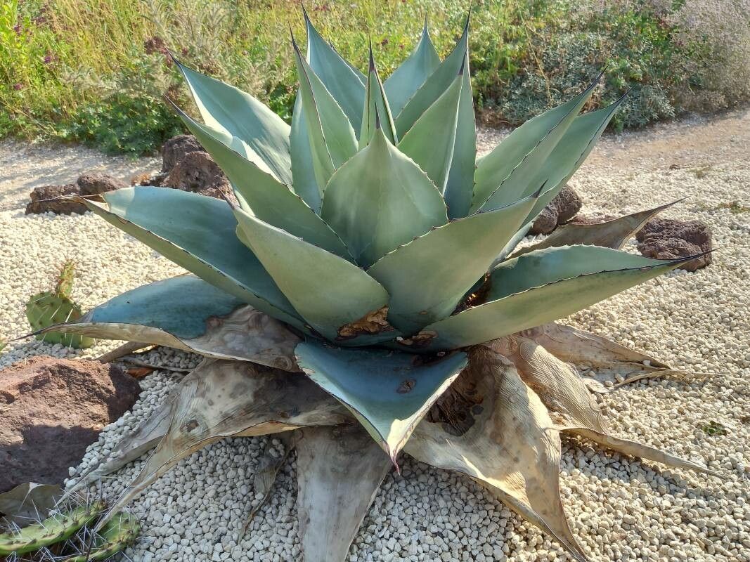 Agave havardiana habit