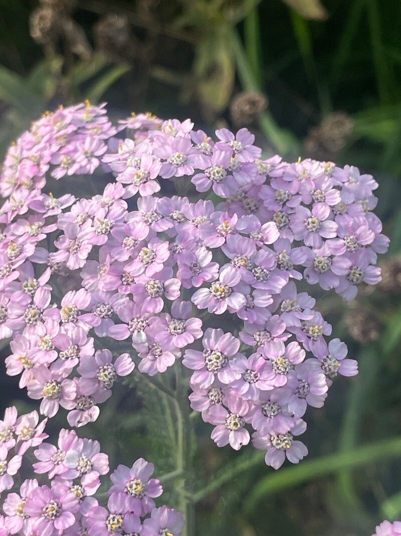 Achillea × roseoalba flower