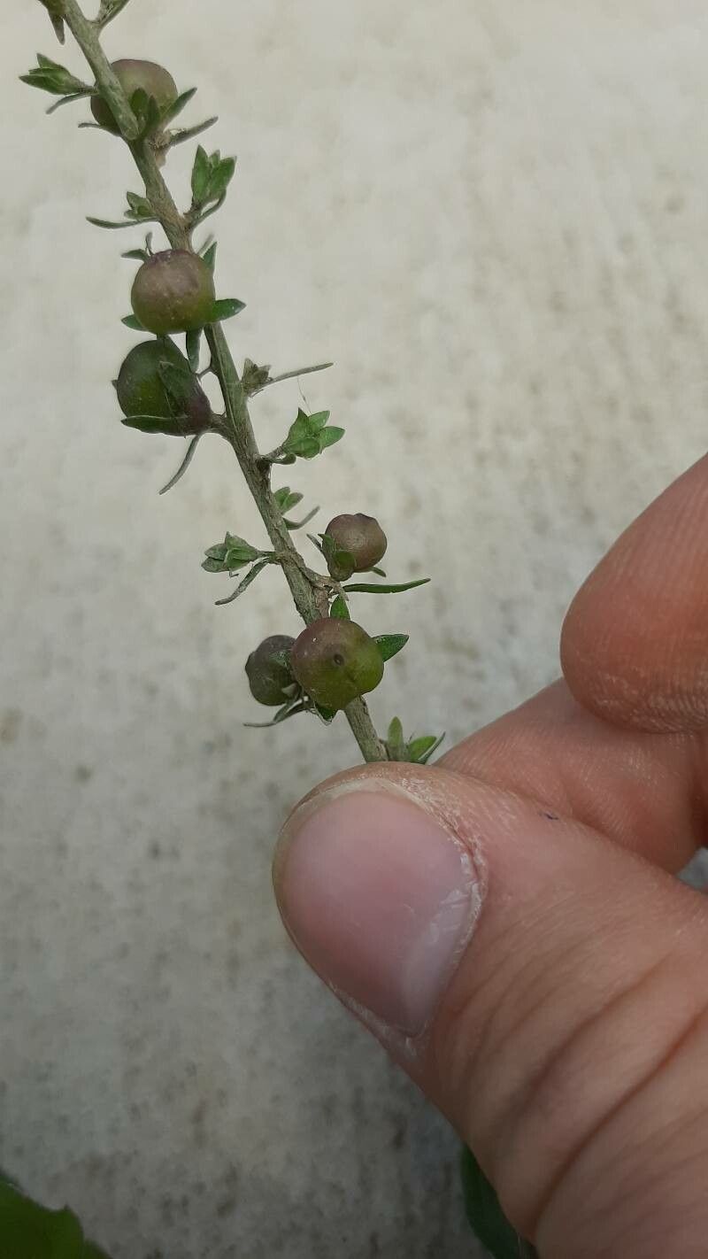 Veronica catenata fruit