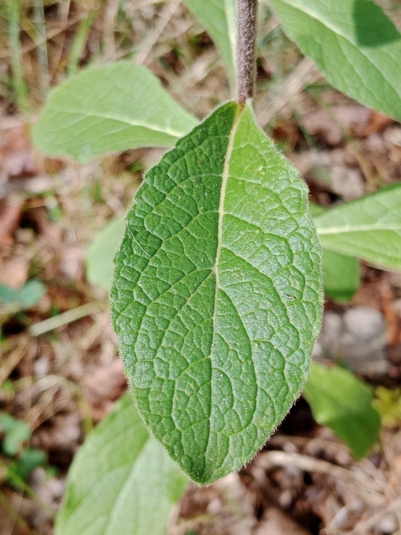 Pentanema squarrosum leaf