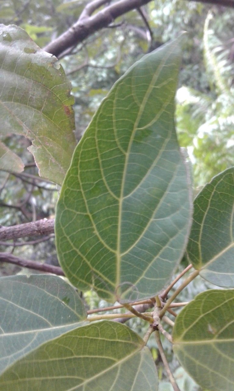 Macaranga boutonioides — houseplant care guide