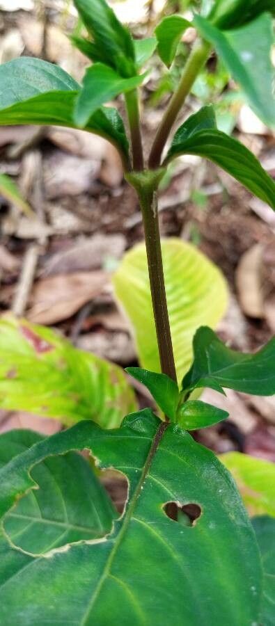 Justicia exigua bark