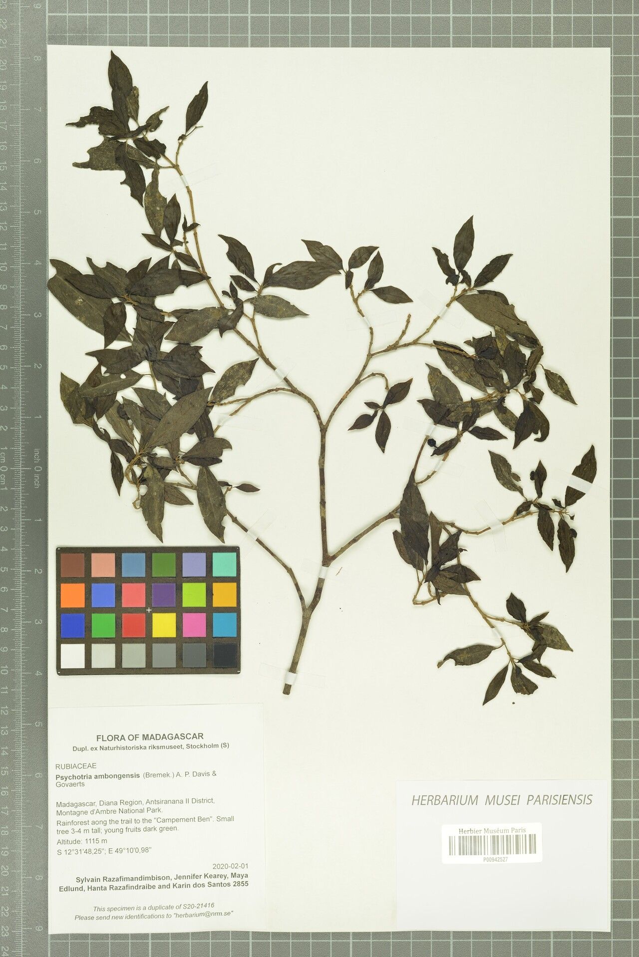 Psychotria ambongensis — houseplant care guide