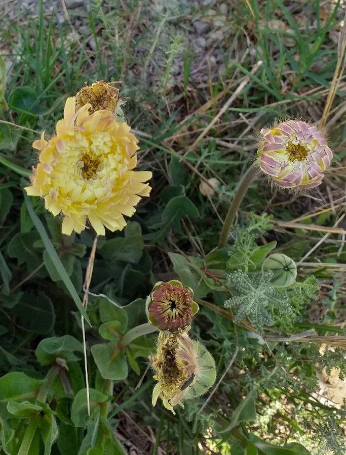 Urospermum dalechampii flower