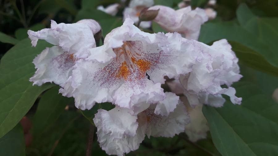 Catalpa duclouxii flower