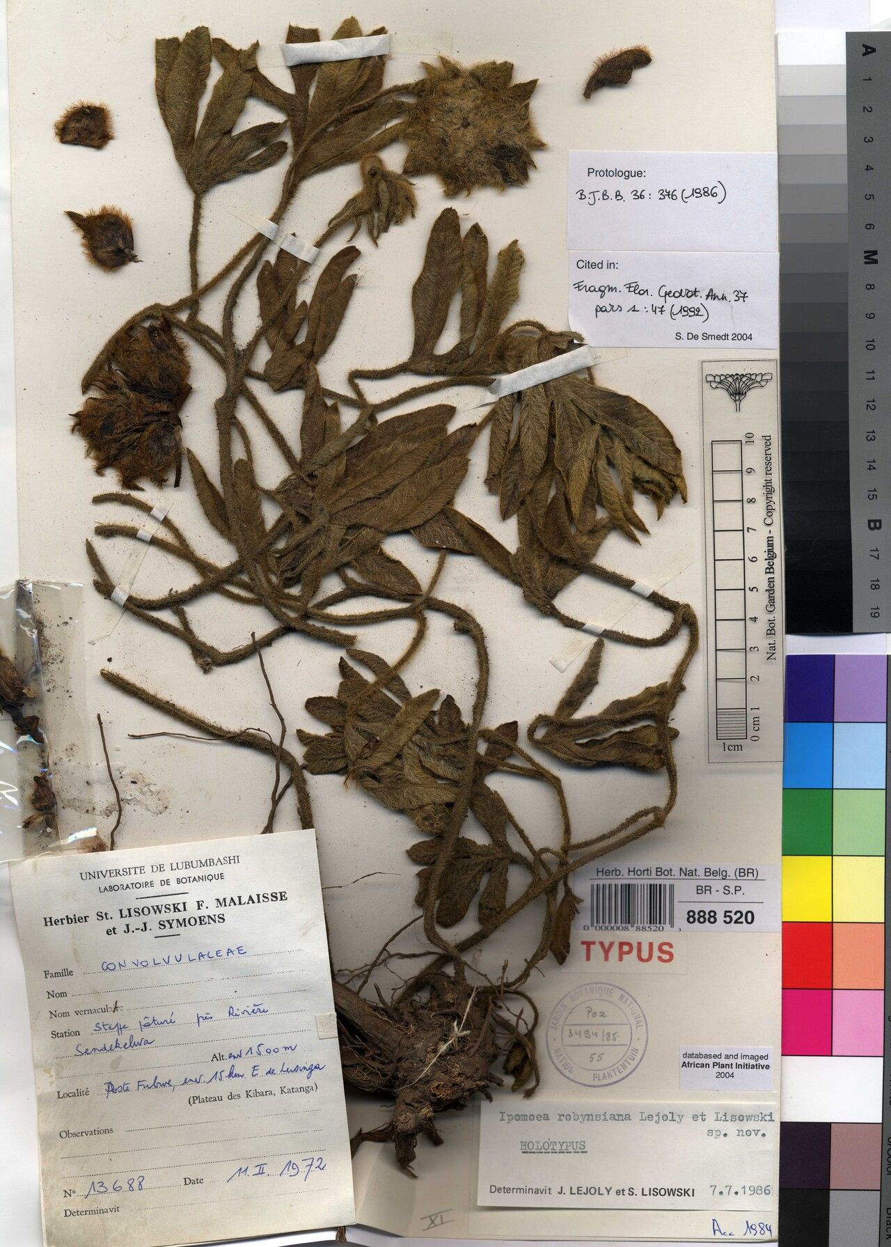 Ipomoea robynsiana — houseplant care guide