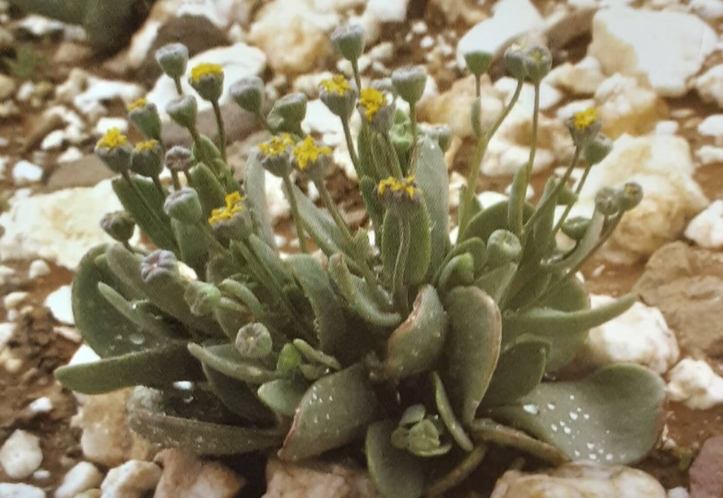 Othonna intermedia — houseplant care guide