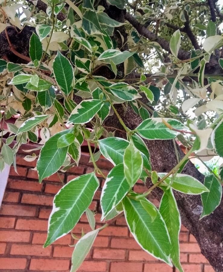 Ficus variegata leaf