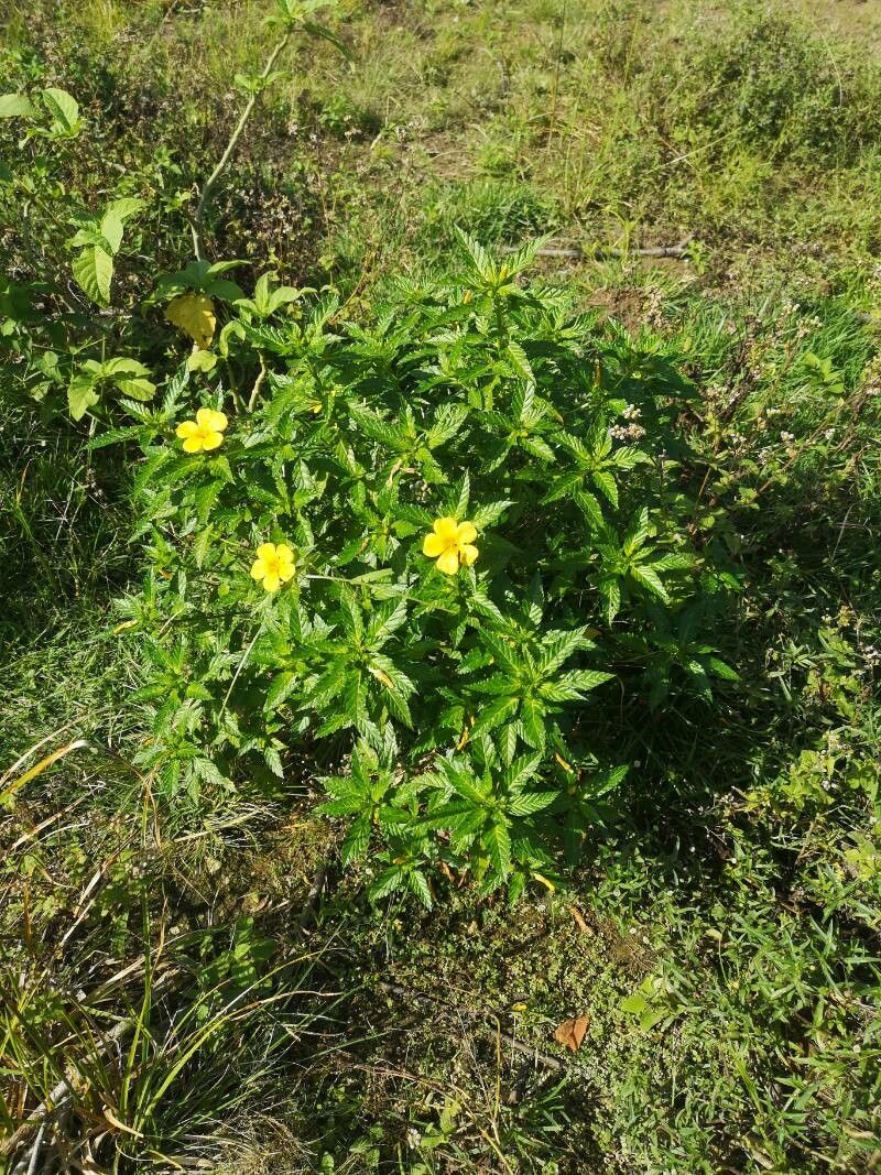Turnera angustifolia habit