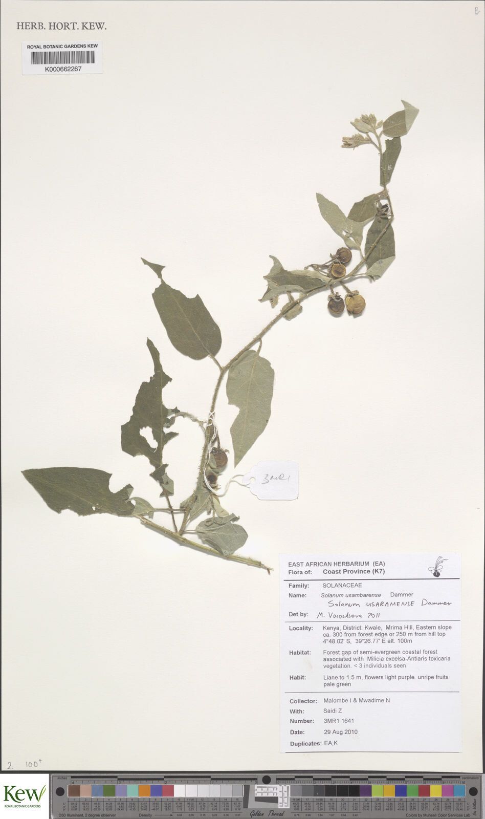 Solanum usaramense — houseplant care guide