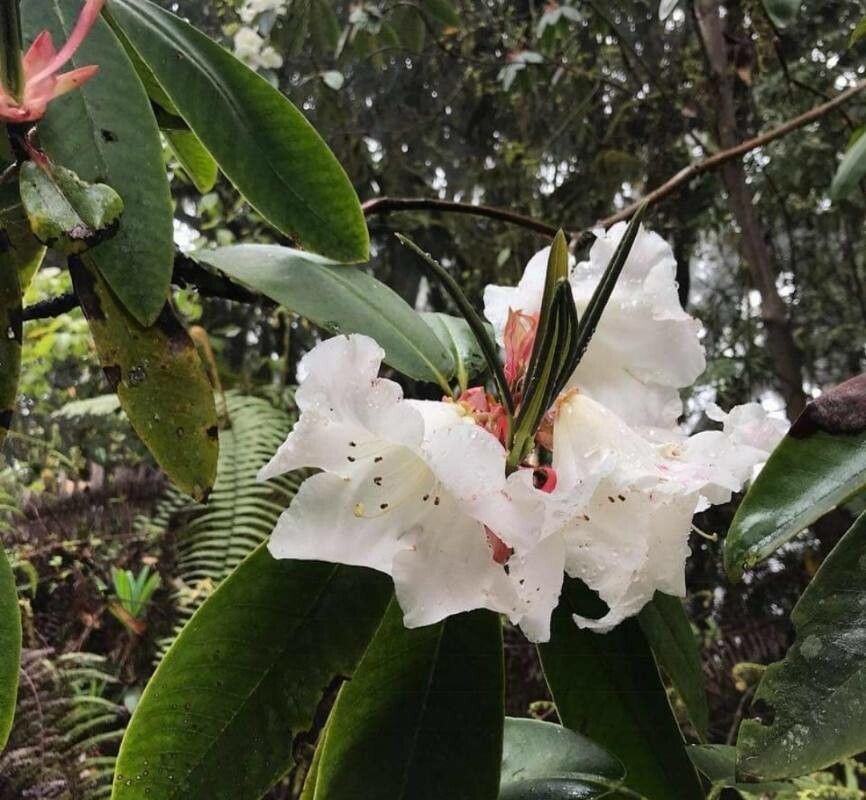 Rhododendron griffithianum flower