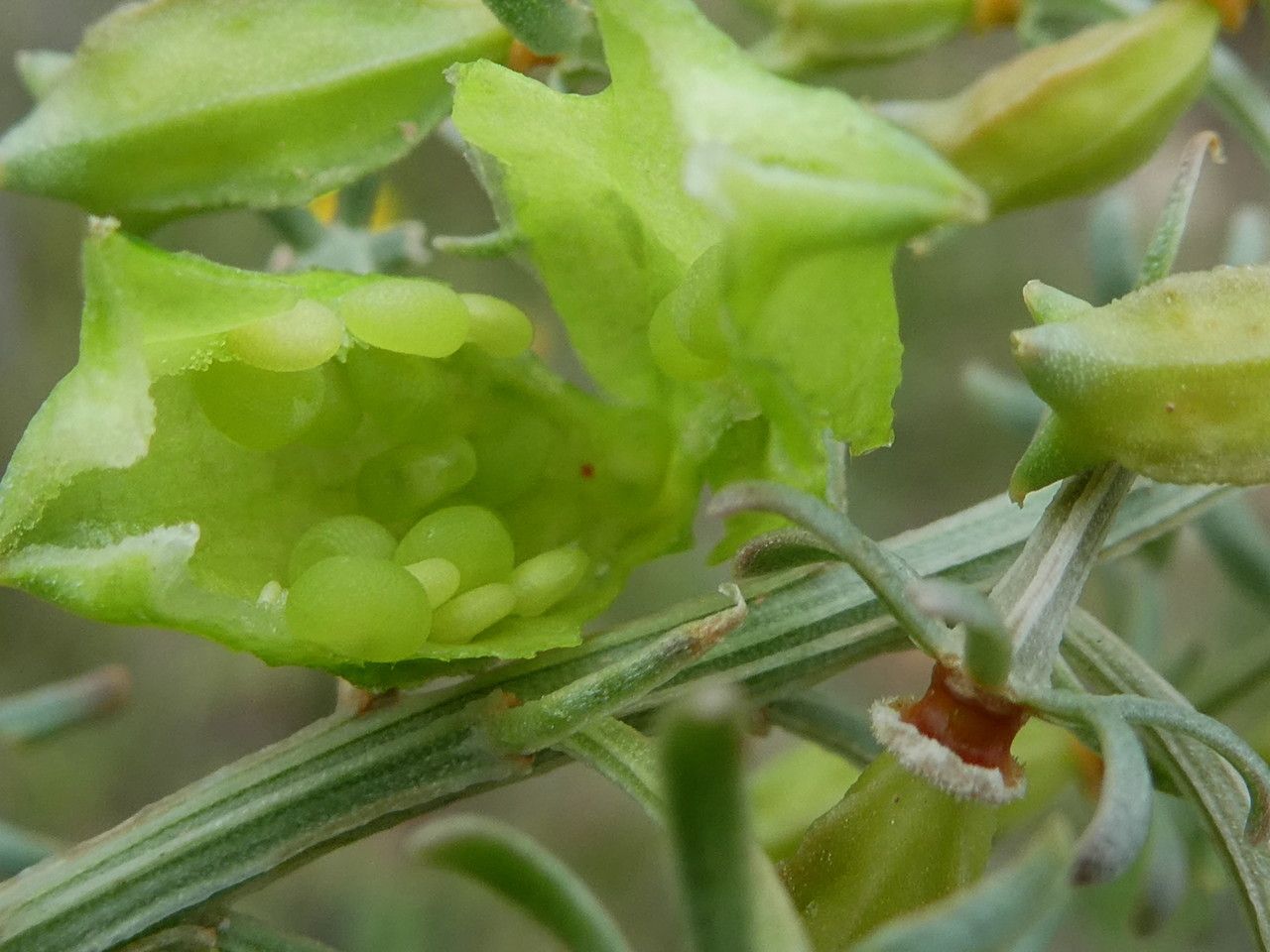 Reseda jacquini fruit