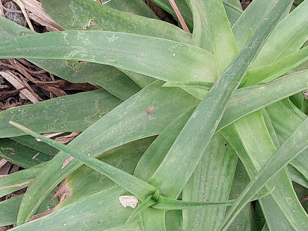 Bulbine latifolia — search result for 'Bulbine'