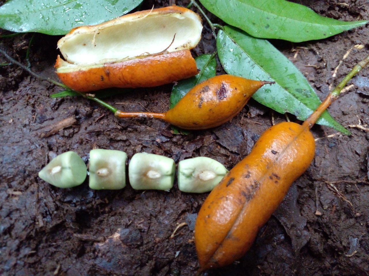 Swartzia guatemalensis fruit