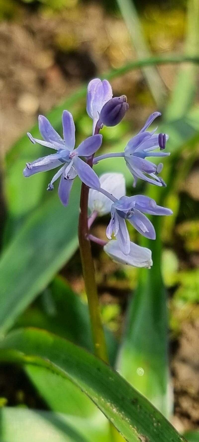 Scilla messeniaca — search result for 'Scilla'