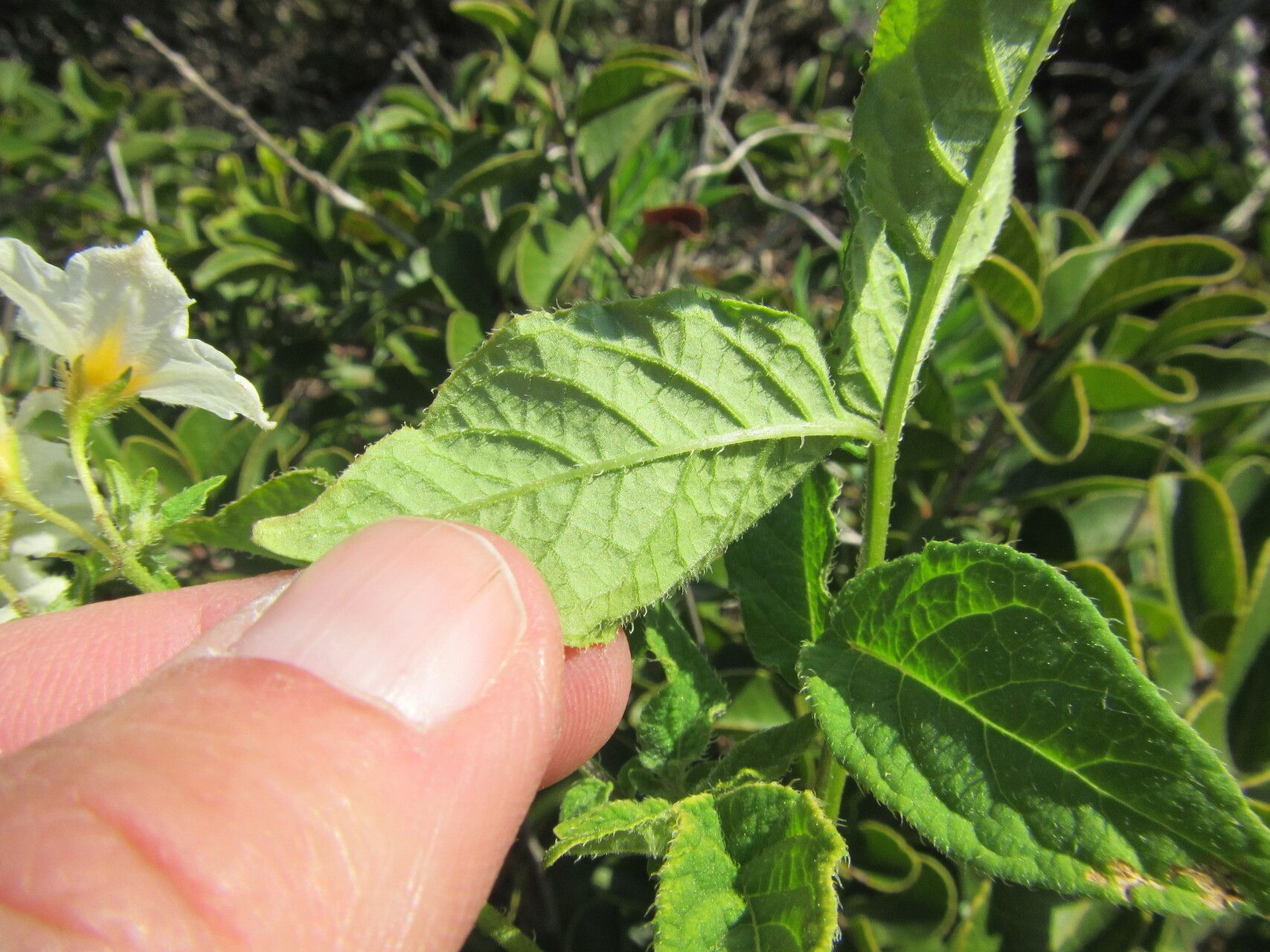 Solanum maglia leaf