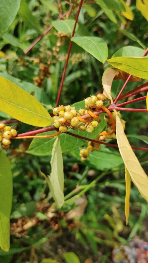 Cuscuta pentagona fruit