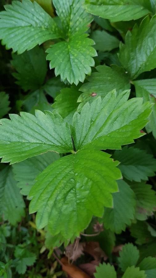 Fragaria × ananassa leaf
