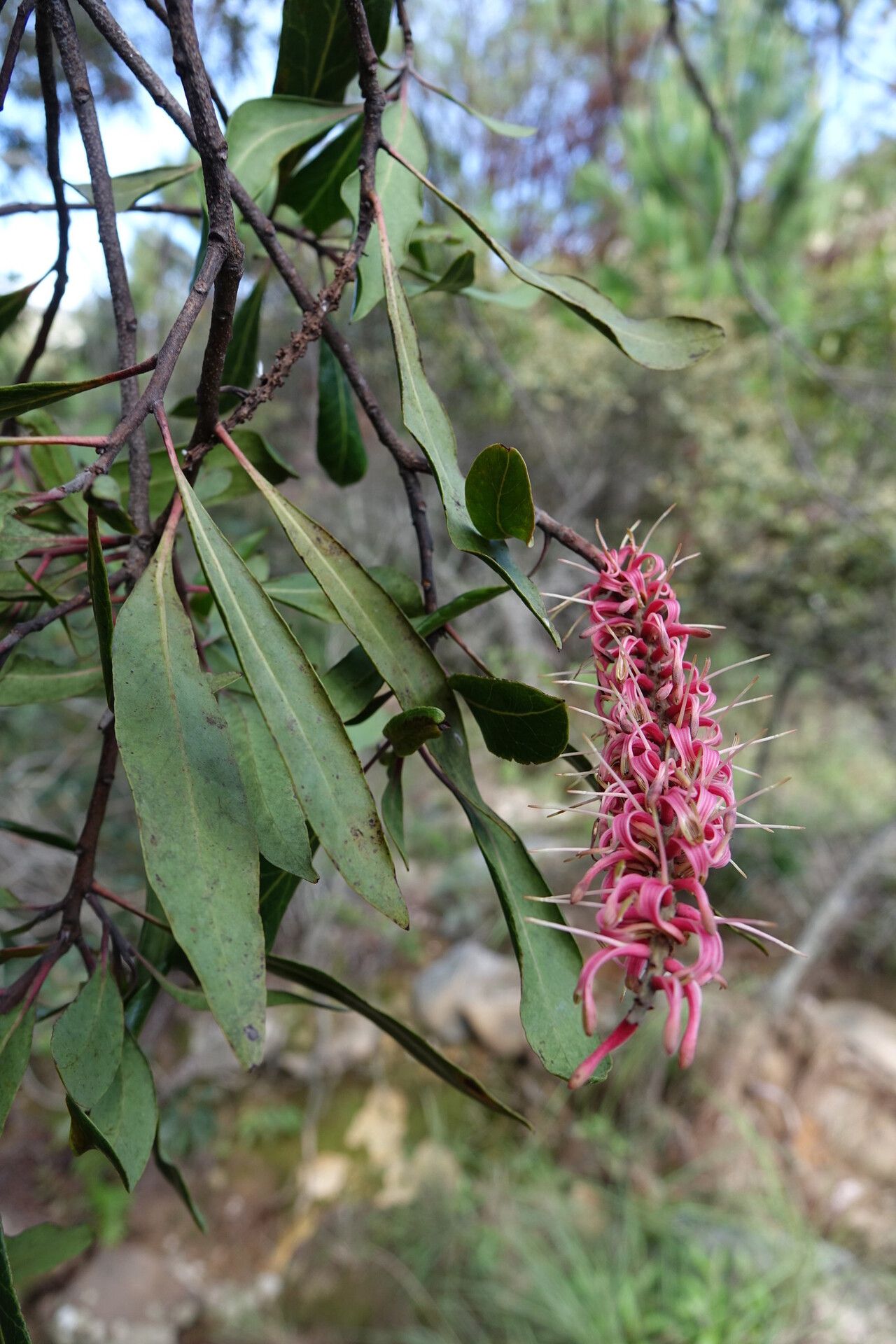 Faurea forficuliflora flower