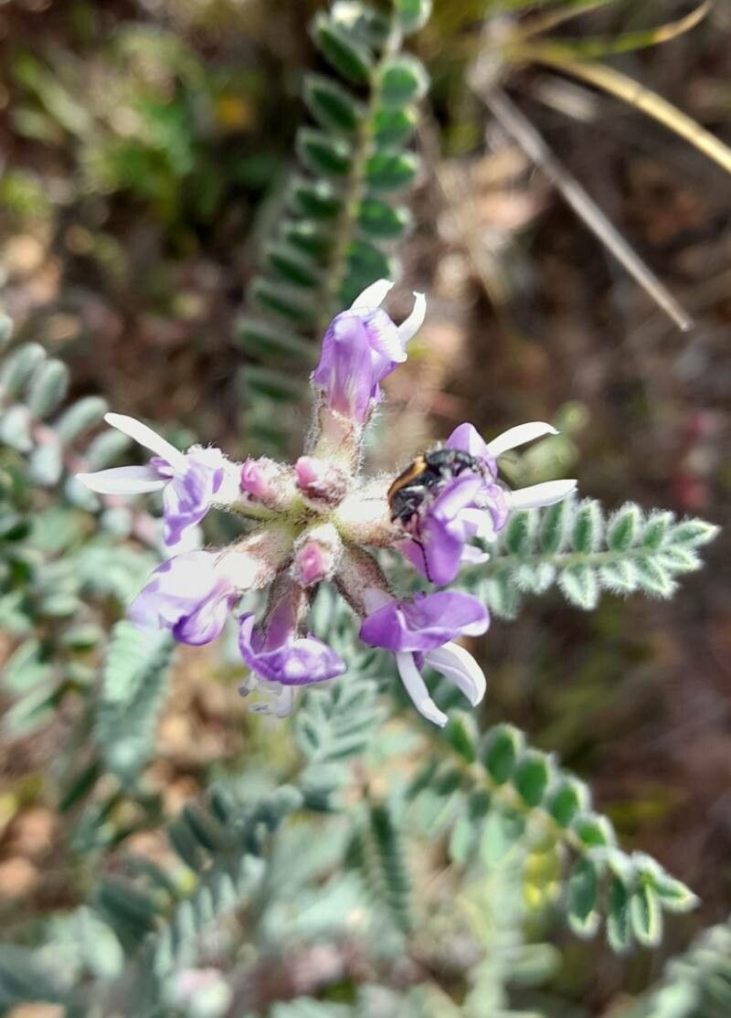 Astragalus arequipensis flower