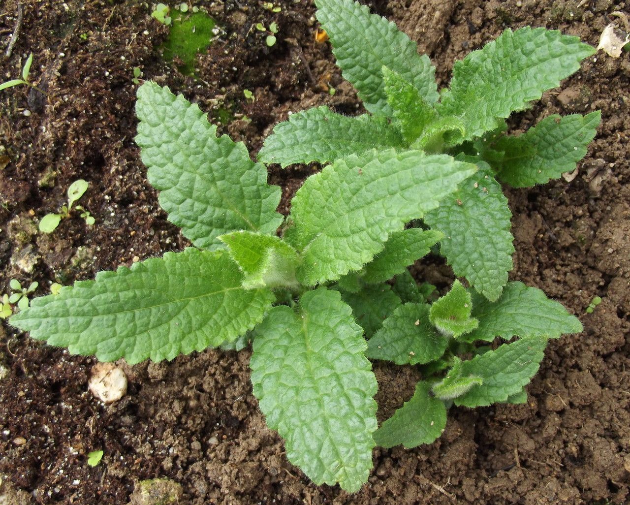 Stachys affinis habit
