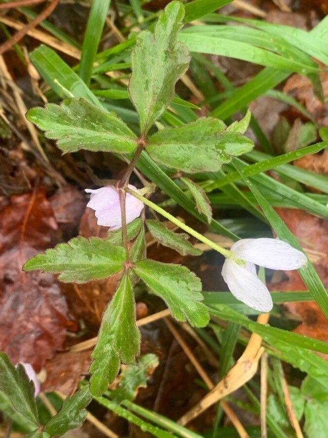 Anemonoides trifolia — search result for 'Trifolium'