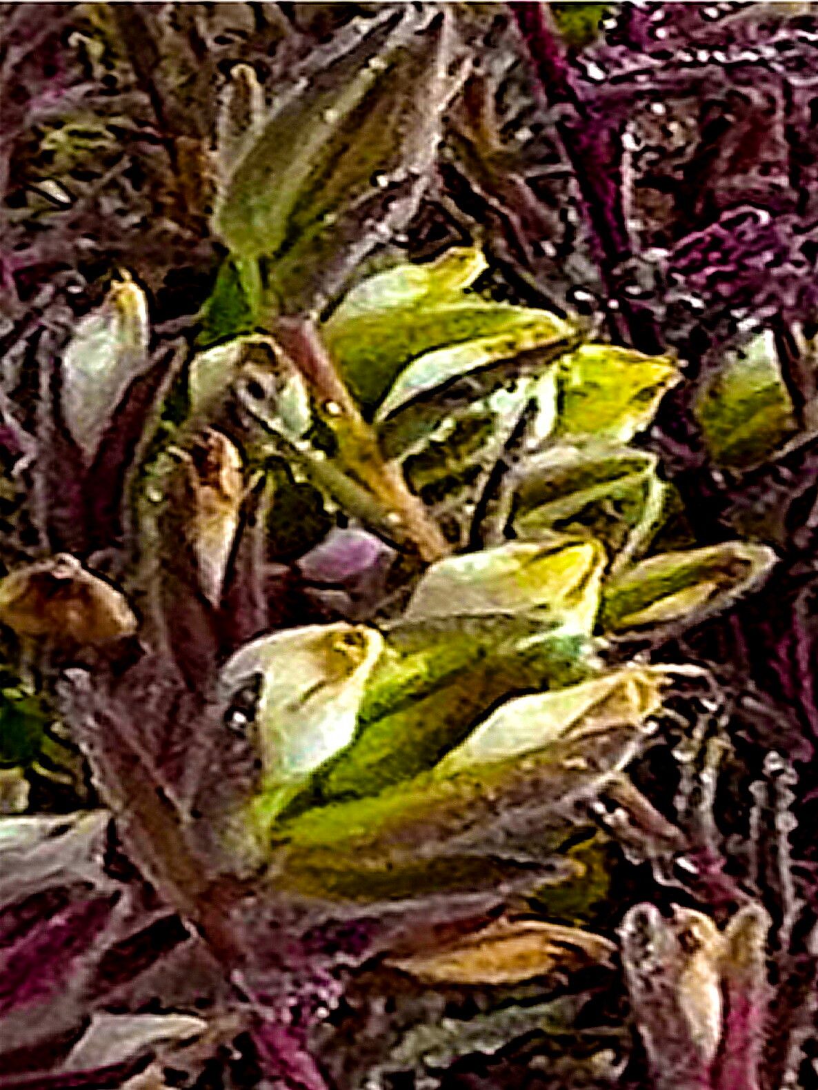 Chloropyron maritimum — houseplant care guide