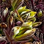 Chloropyron maritimum