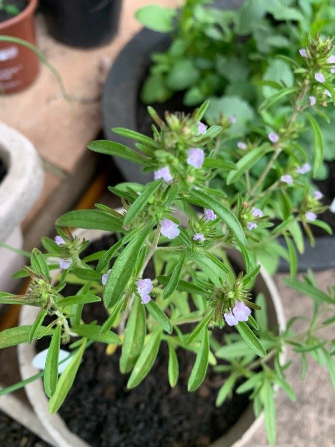 Thymbra spicata — related species from the same genus