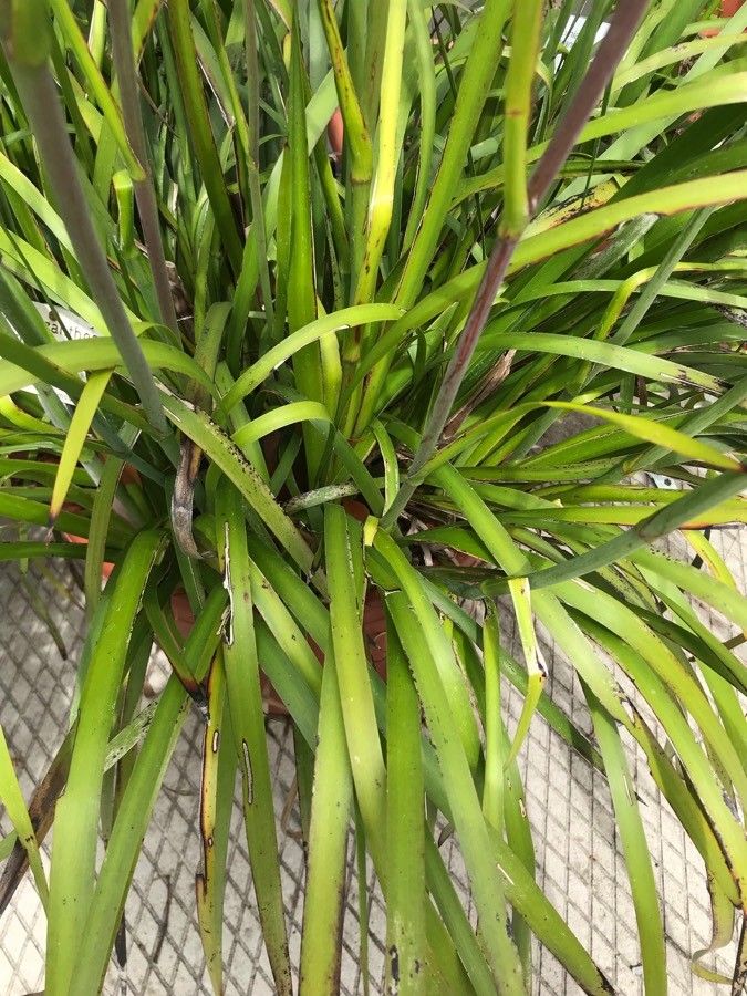 Anigozanthos viridis — search result for 'Anigozanthos'