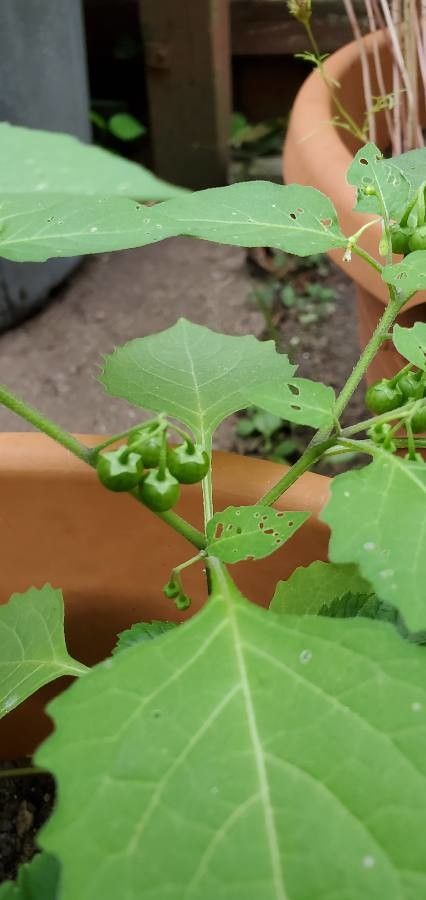 Solanum ptychanthum fruit