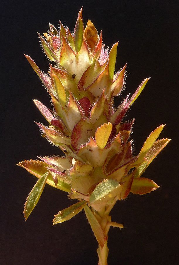 Ononis mitissima fruit