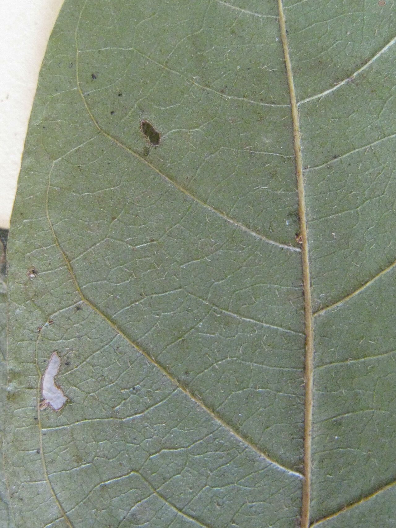Inga leiocalycina other
