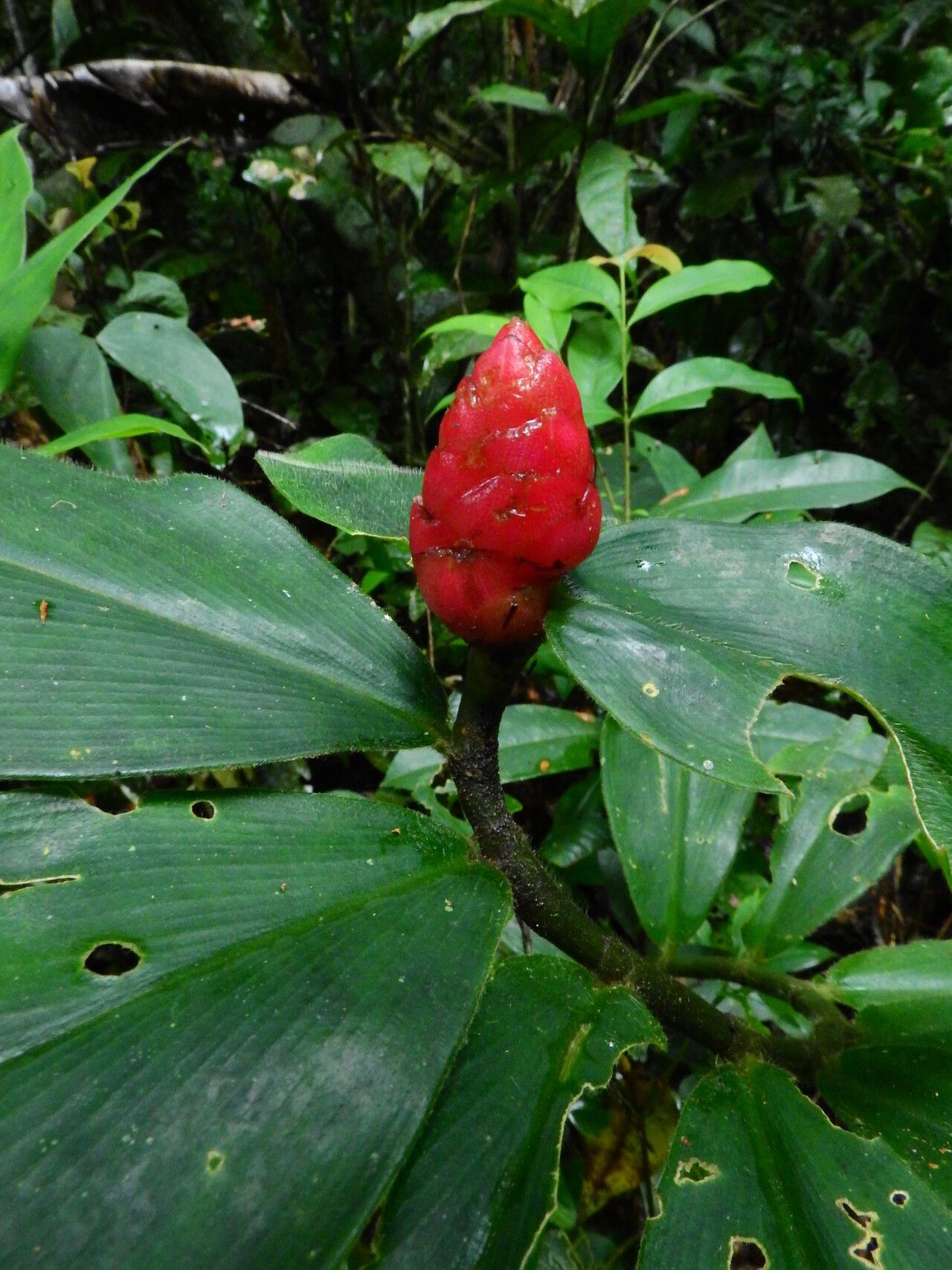 Costus sprucei habit