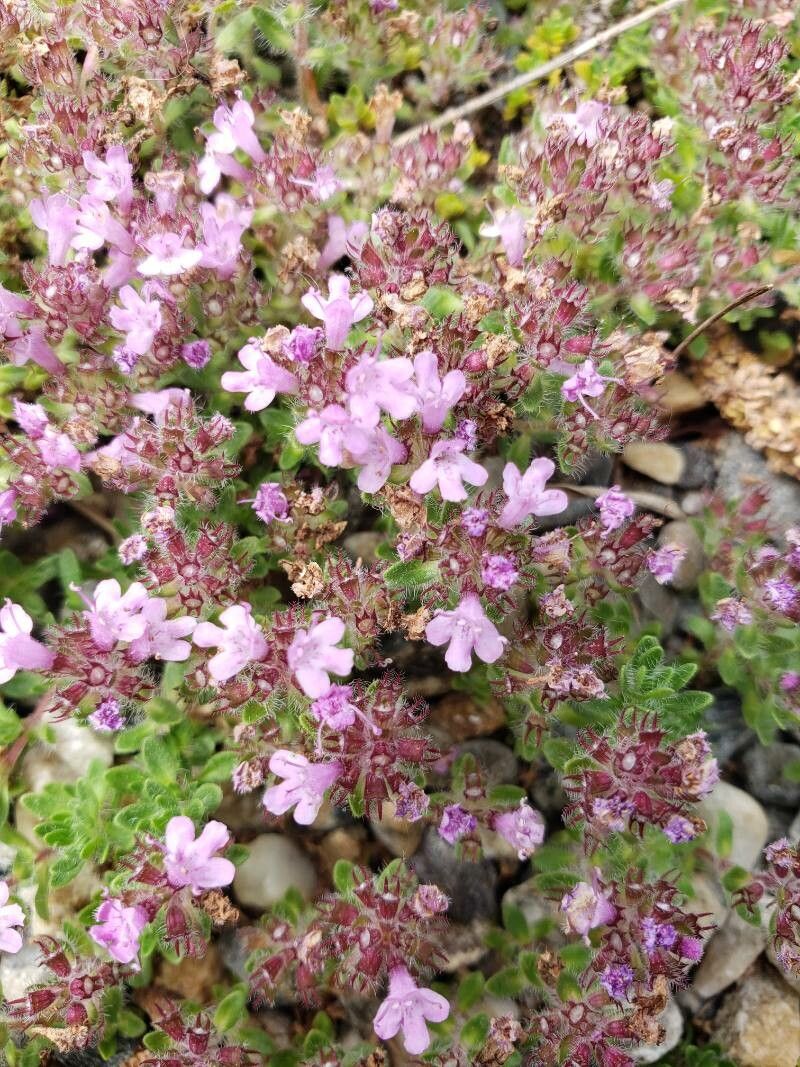 Thymus doerfleri flower