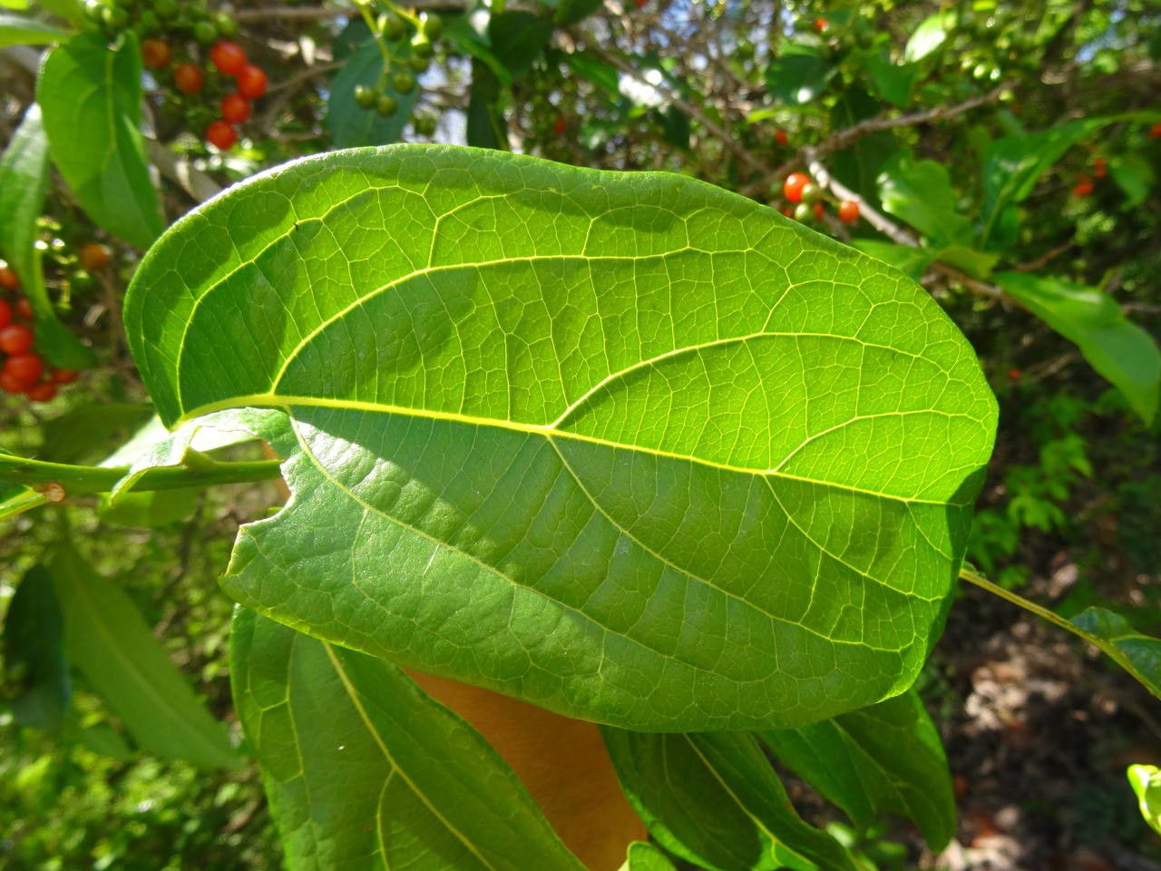 Cordia collococca — search result for 'Boraginaceae'