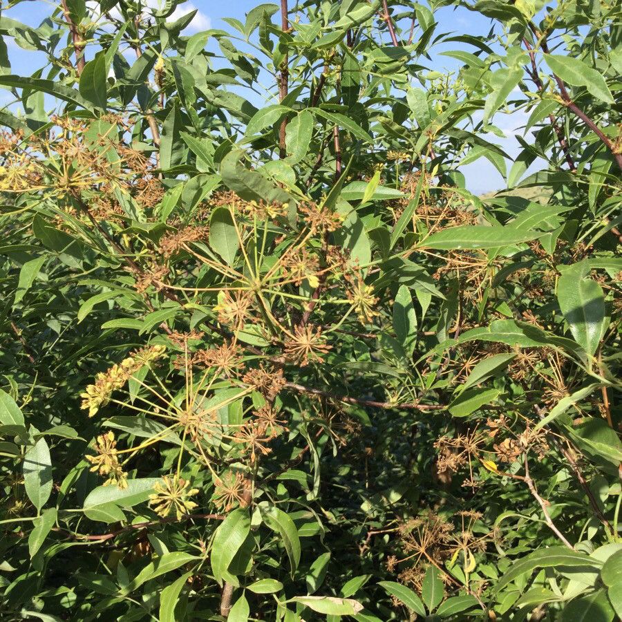 Heteromorpha arborescens flower