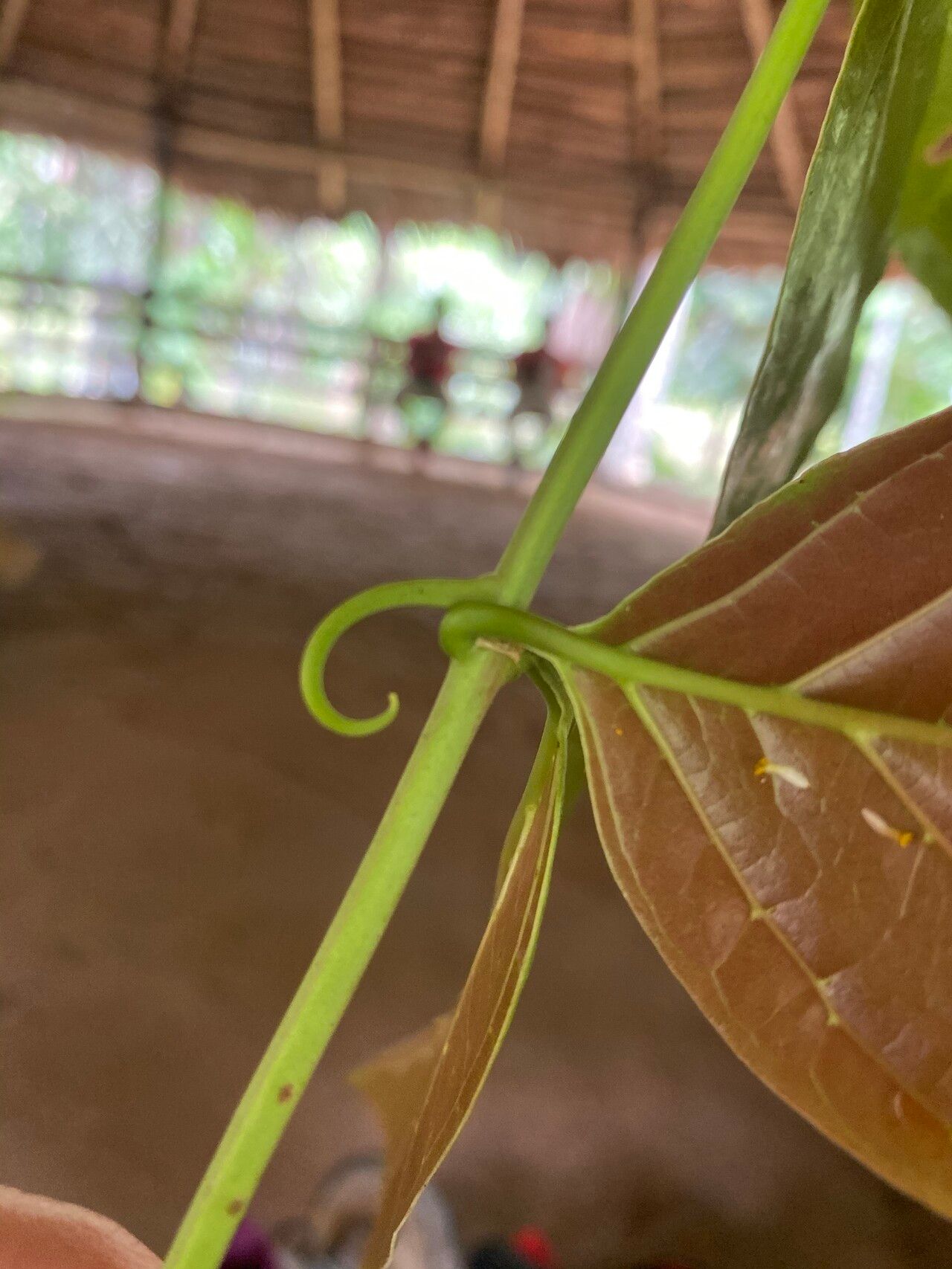Uncaria guianensis bark