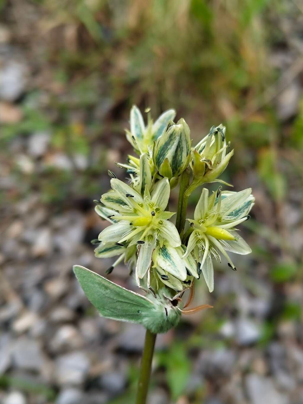 Swertia marginata flower