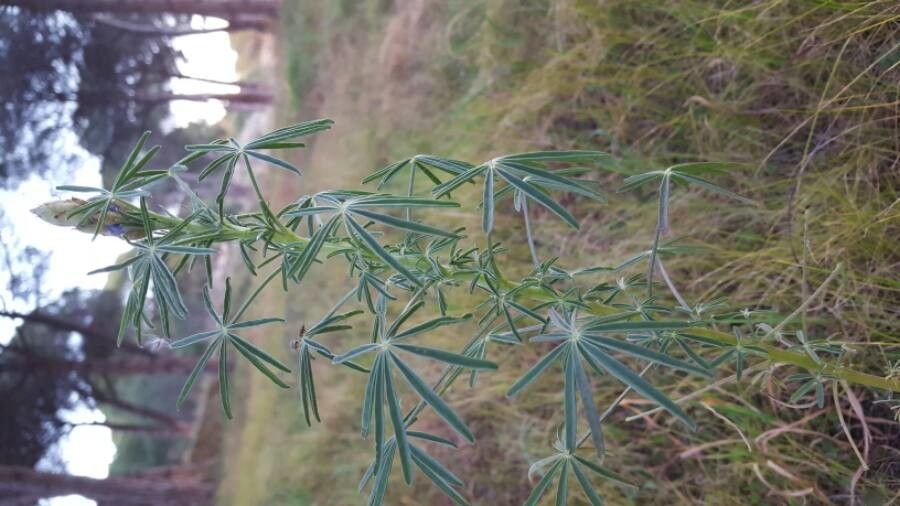 Lupinus angustifolius