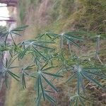 Lupinus angustifolius