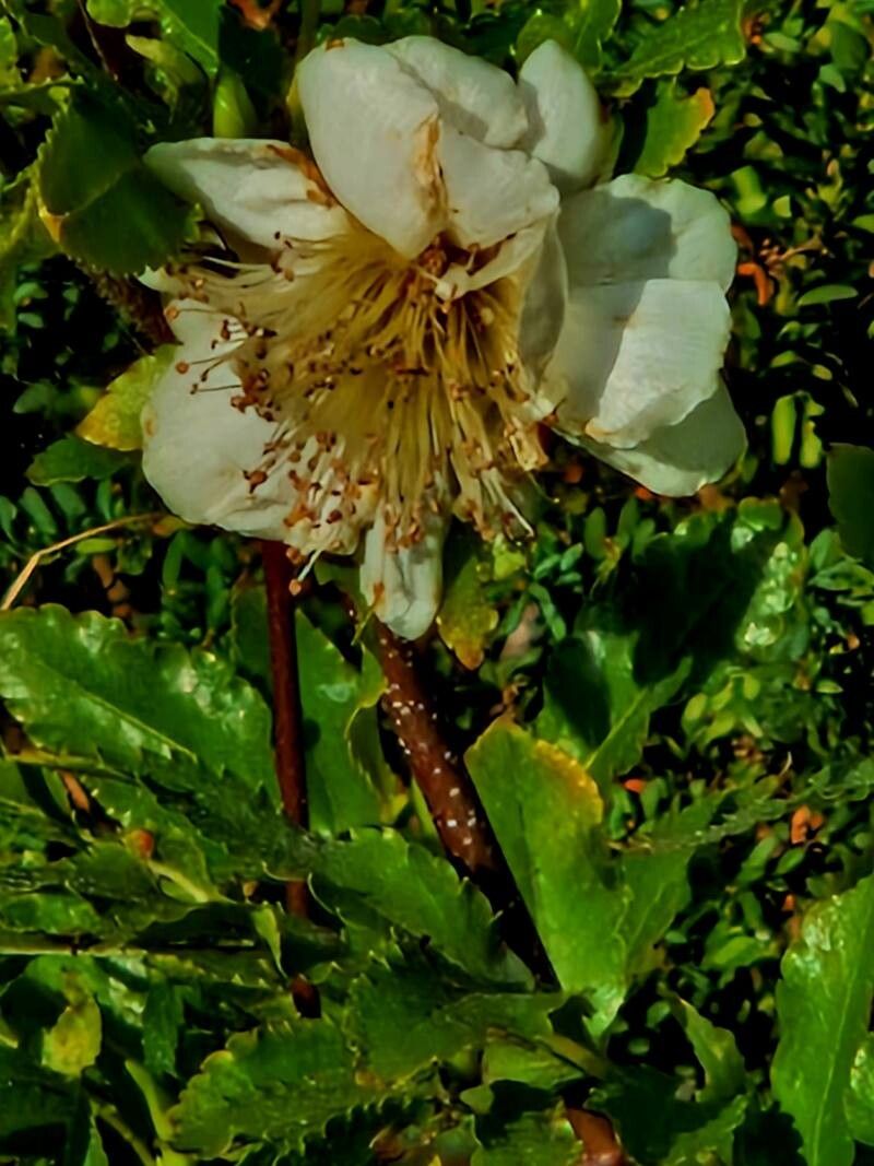 Eucryphia glutinosa flower